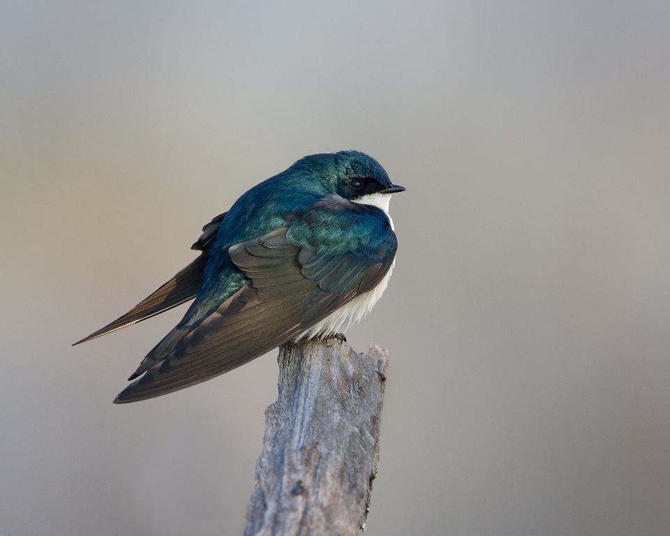 Natura ramo uccello ala