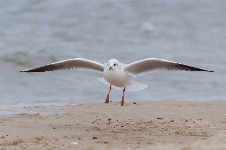 海 水 自然 鳥 写真