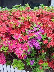 Nature blossom plant flower Photo