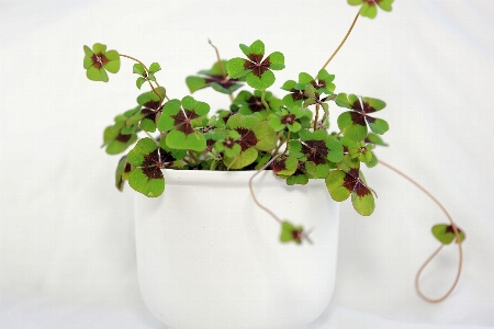 自然 ブランチ 植物 フルーツ 写真