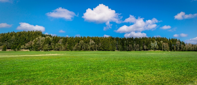 Landscape tree nature grass Photo