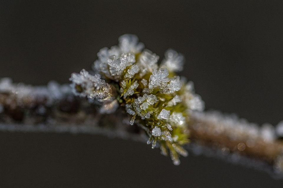 Tree nature branch blossom