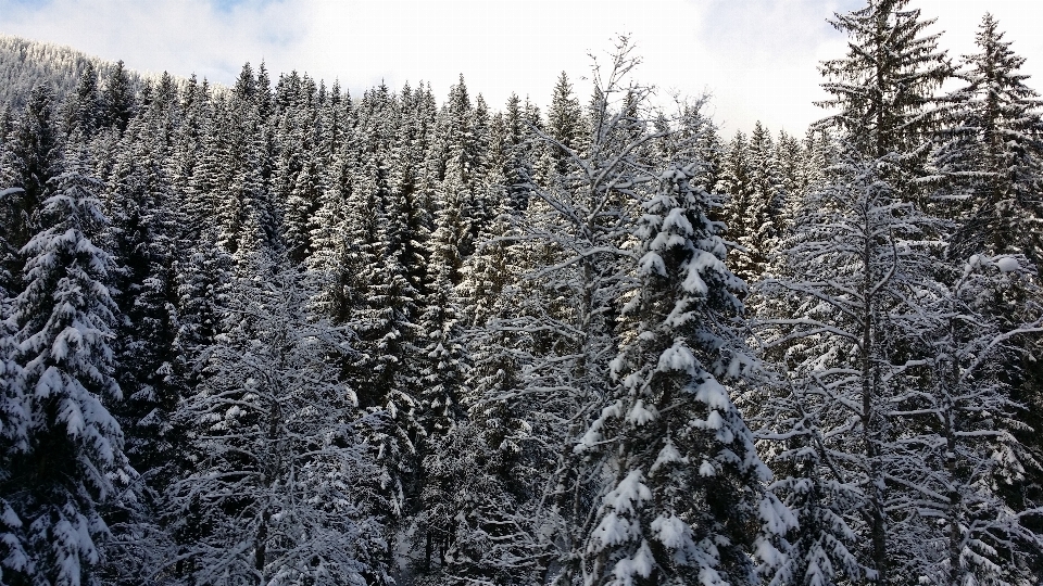 Tree forest wilderness branch