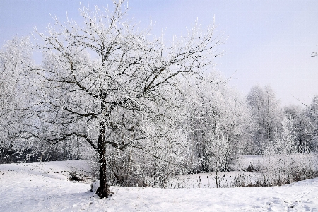 Landscape tree nature branch Photo