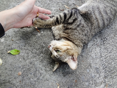 Foto All'aperto persone gatto mammifero