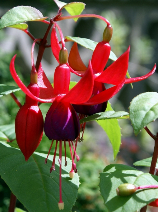 Pianta foglia fiore viola