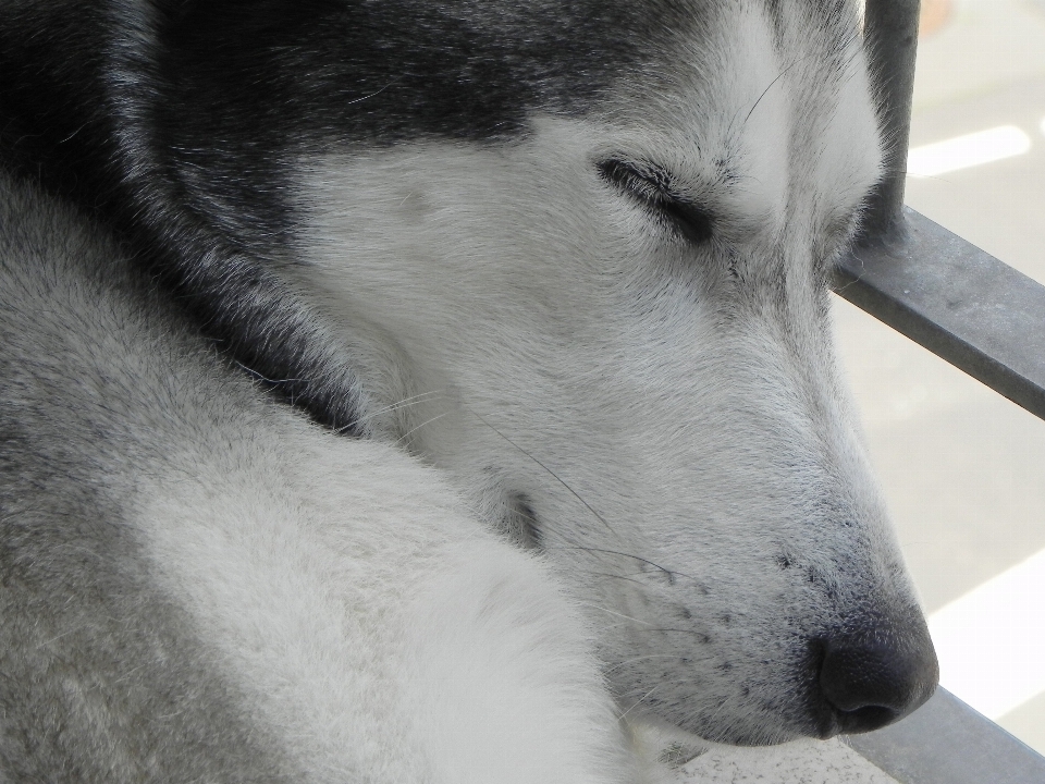 Dog mammal close up husky