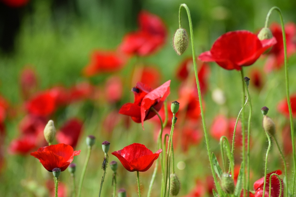 Blüte anlage feld wiese
