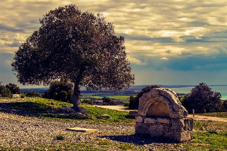 Landscape tree nature grass Photo