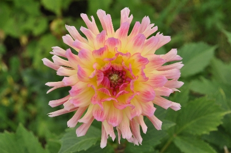 Blossom plant flower petal Photo