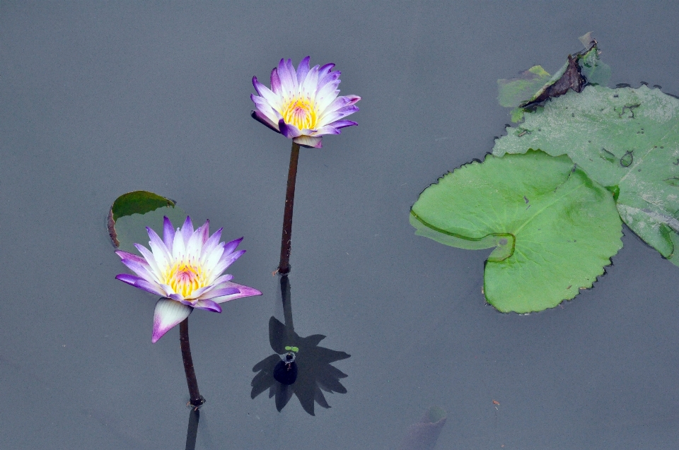 Water nature blossom plant