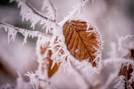 Tree nature branch snow Photo