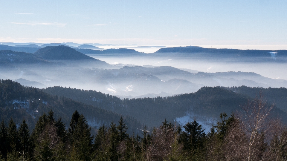 Paesaggio albero natura foresta