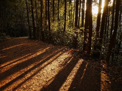 Landscape tree nature forest Photo