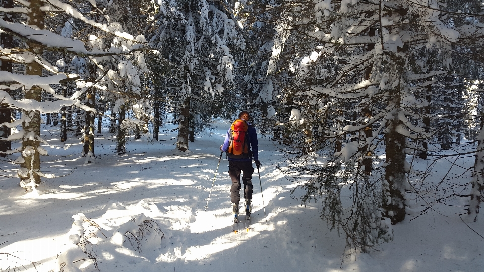 Wald draussen schnee winter