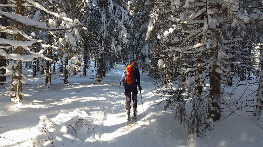 Forest outdoor snow winter Photo