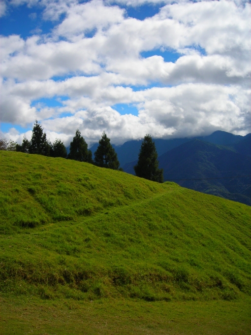 Landschaft baum natur gras