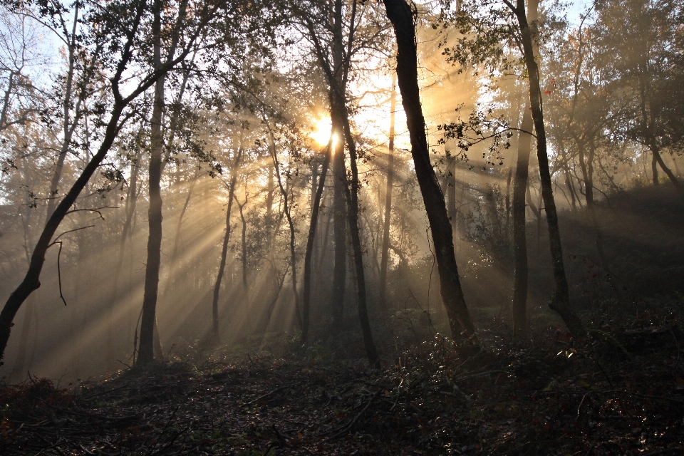 Landscape tree nature forest