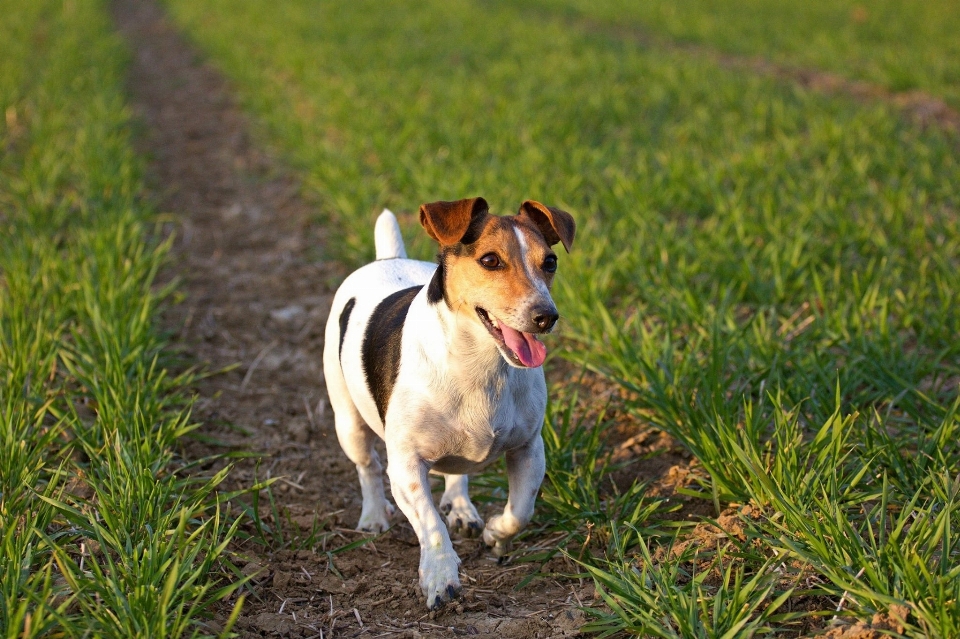 Herbe chiot chien mammifère