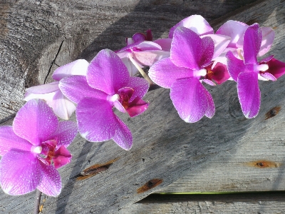 Plant flower purple petal Photo