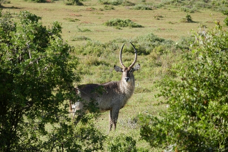 Wildlife deer grazing mammal Photo