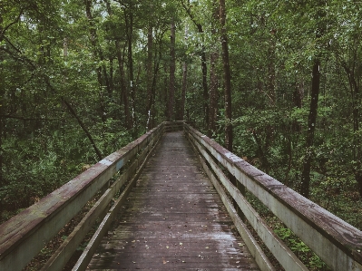 Tree nature forest wilderness Photo