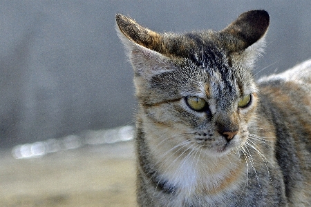 动物 野生动物 小猫 猫 照片