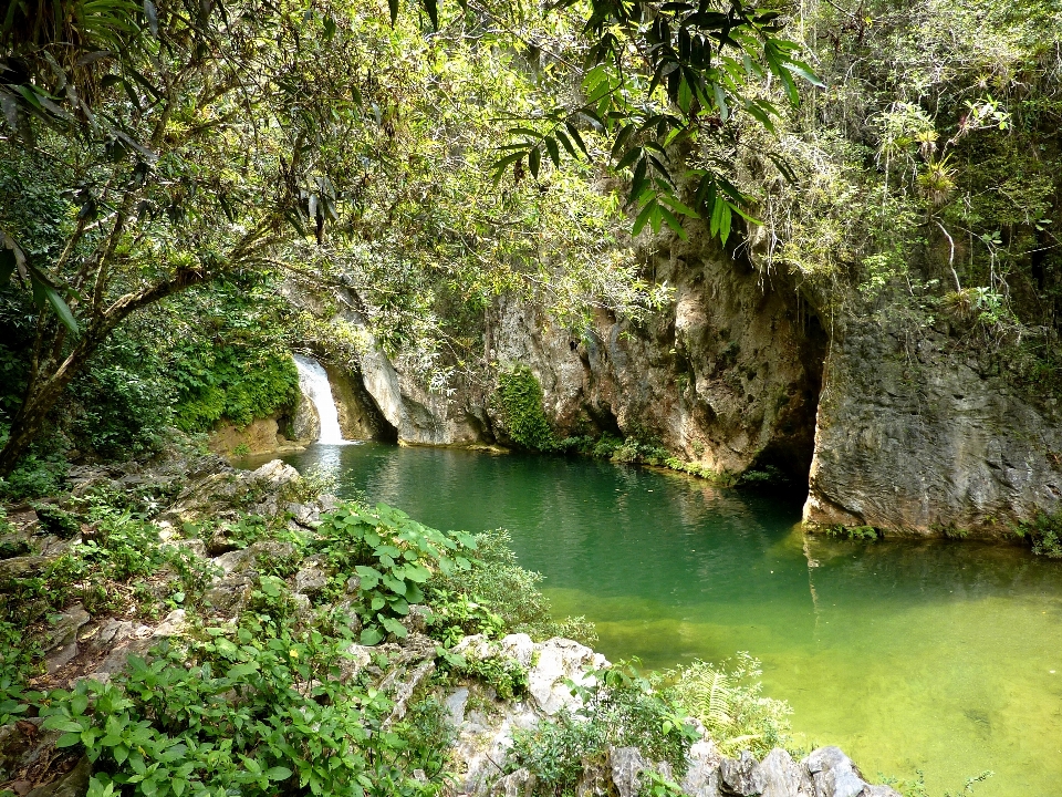 árvore água natureza floresta