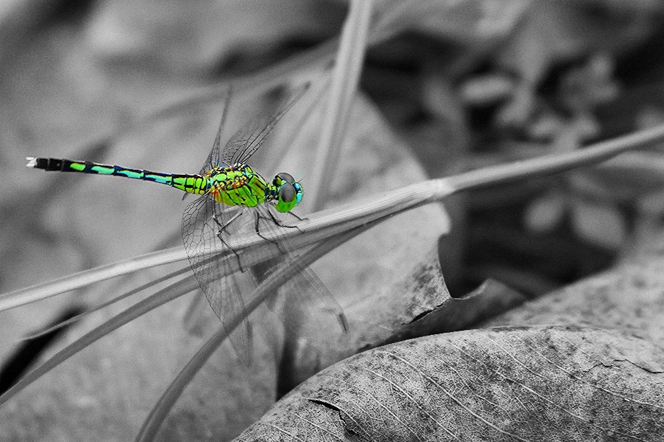 Natur zweig schwarz und weiß
 fotografie