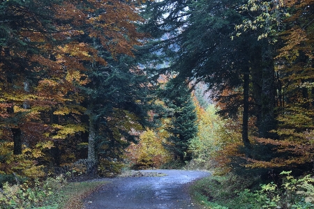 Landscape tree nature forest Photo