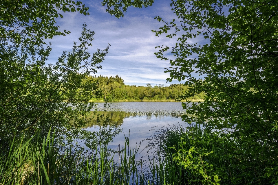 Landscape tree water nature