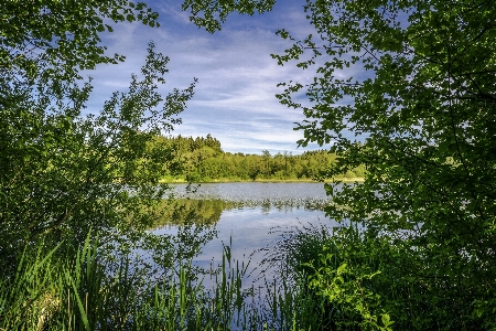 Landscape tree water nature Photo