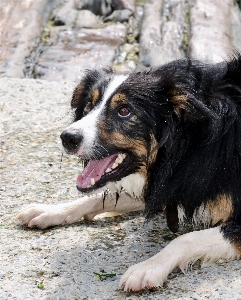 Foto Acqua cane animale canino
