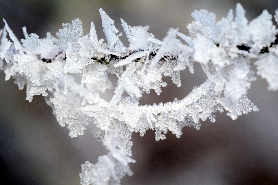 Tree nature branch snow