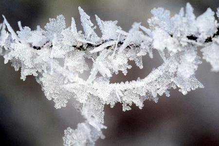 Photo Arbre nature bifurquer neige