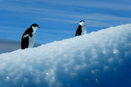 Winter bird ice blue Photo