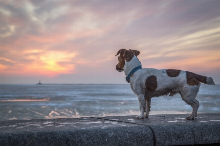 Beach sea coast ocean Photo