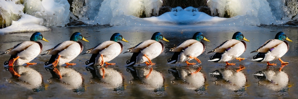 Inverno pássaro correr animais selvagens