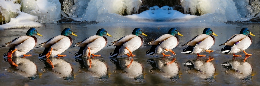 Winter bird run wildlife Photo