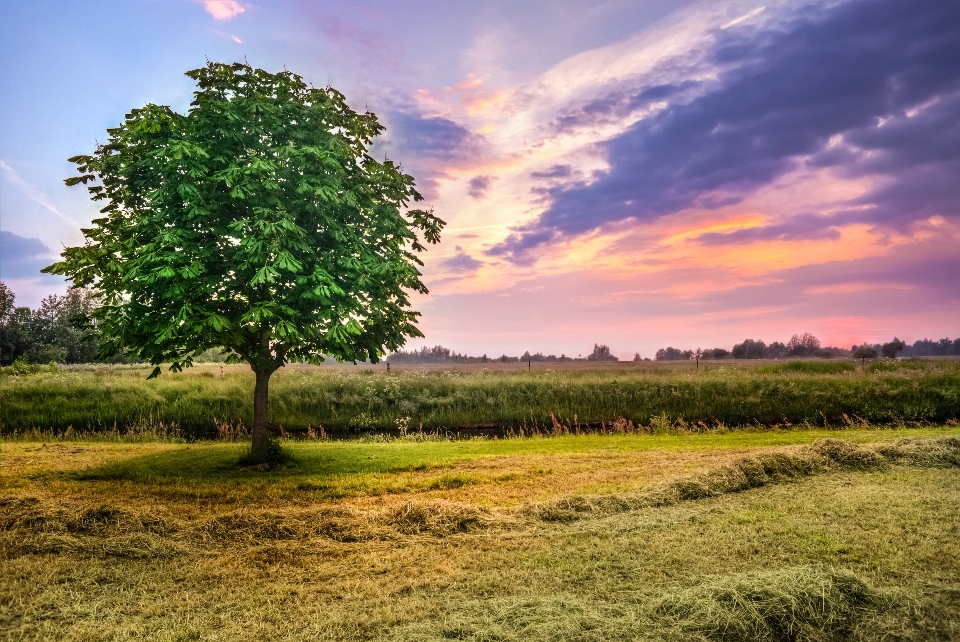 Paesaggio albero natura erba