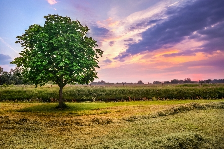 Landscape tree nature grass Photo