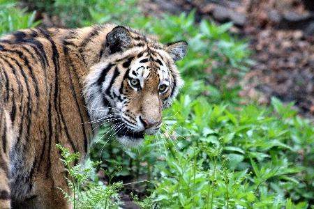 Grass view wildlife zoo Photo