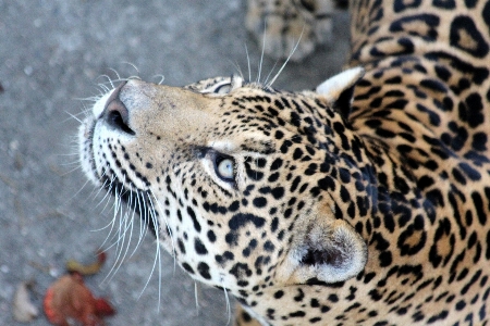 View animal wildlife zoo Photo