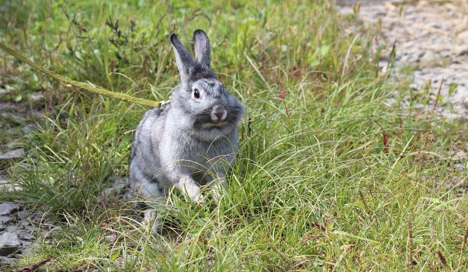 Herbe animal faune mammifère