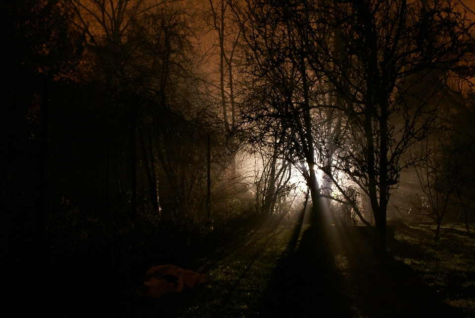 Baum natur wald zweig