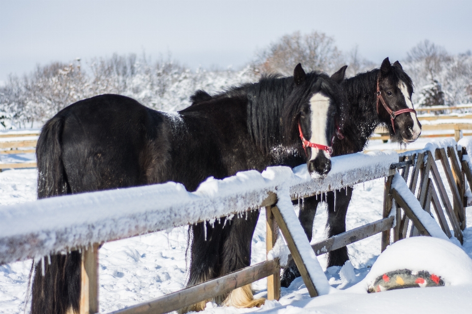 Natura all'aperto nevicare inverno