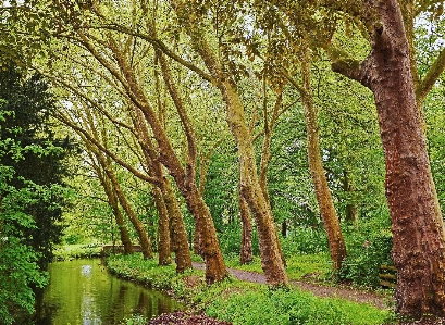 Baum natur wald bach
 Foto