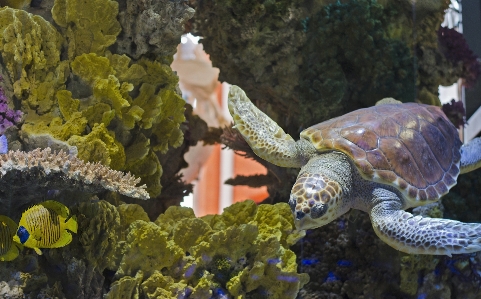 Sea water animal diving Photo