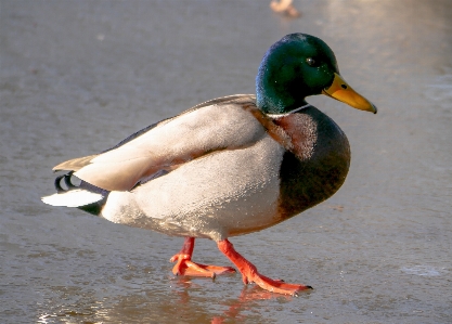 Bird run animal wildlife Photo