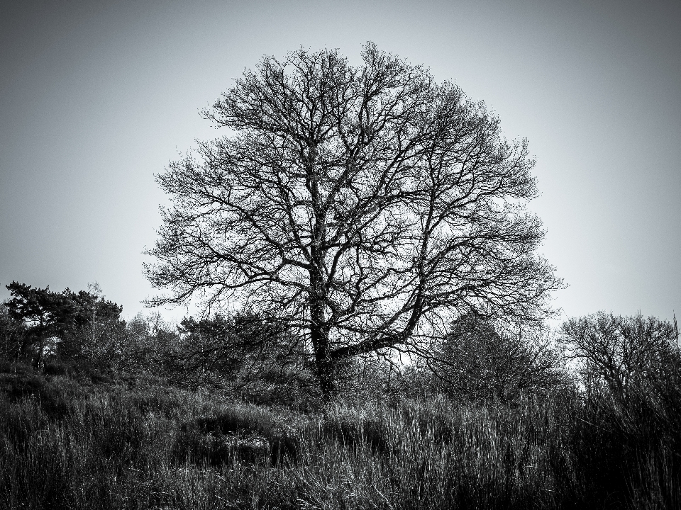 Tree nature forest grass